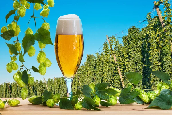Bicchiere di birra prima della raccolta del luppolo, luppolo ceco — Foto Stock