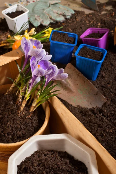 Dettaglio di cose da piantare fiori — Foto Stock