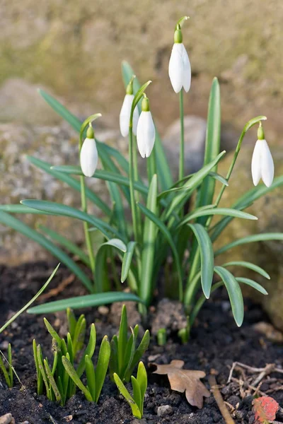 Detail of snowdrops in the garden in the springtime — Stock Photo, Image