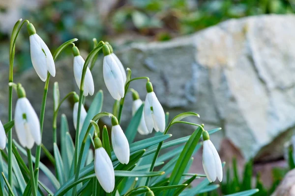 Detail of snowdrops in the garden in the springtime — Stock Photo, Image