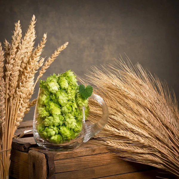 Coni di luppolo nel bicchiere con orzo e grano — Foto Stock