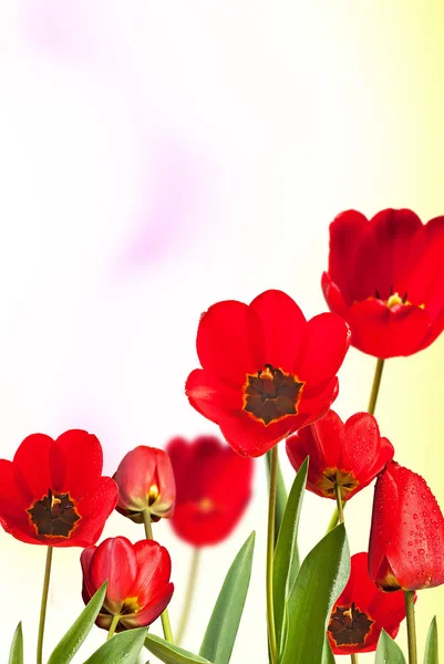 Záhonu červených tulipánů s rozostřený pozadím — Stock fotografie