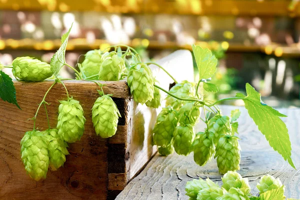 Stilleven met hopbellen in de farm — Stockfoto