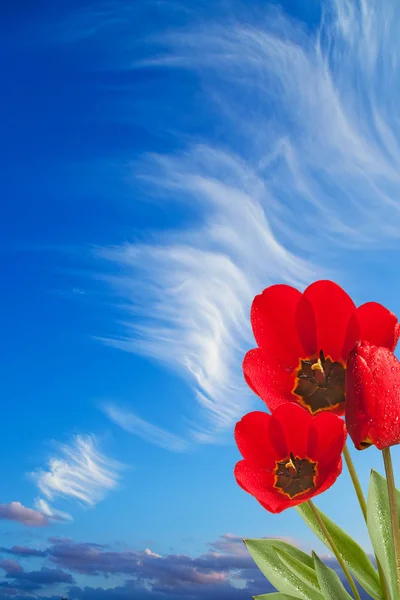 Three red tulips on the blue sky — Stock Photo, Image