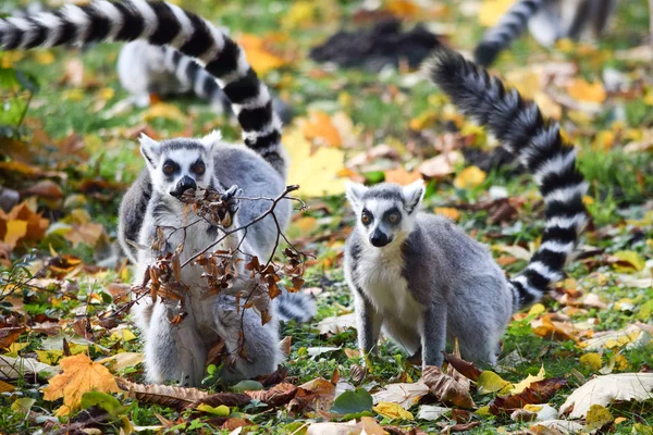 Ringsvansad lemur i djurpark — Stockfoto