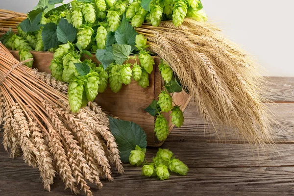 Naturaleza muerta con conos de lúpulo cebada y trigo — Foto de Stock