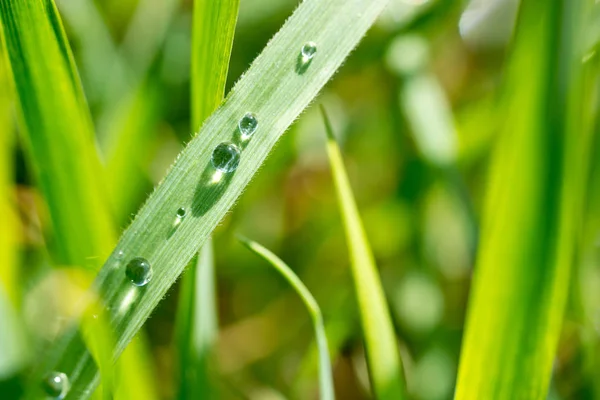 Gras met druppels water — Stockfoto