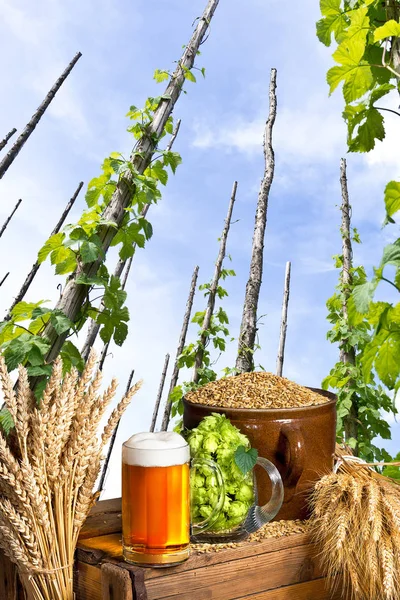 Jardin de houblon traditionnel avec bière et malt — Photo