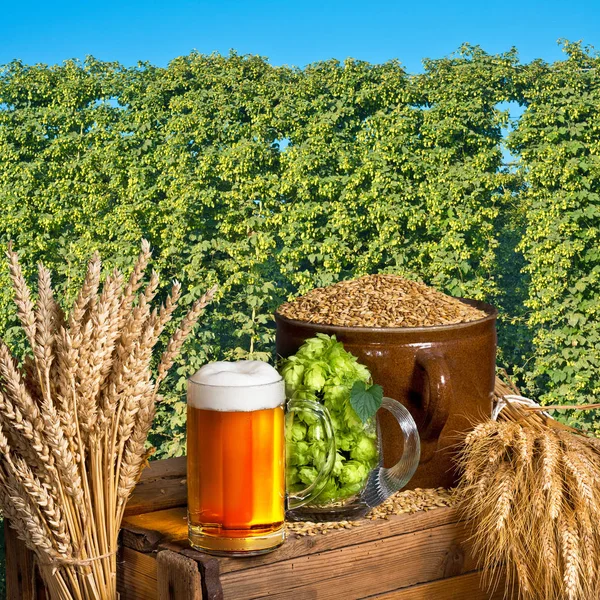 Vaso de cerveza y materia prima para la producción de cerveza —  Fotos de Stock