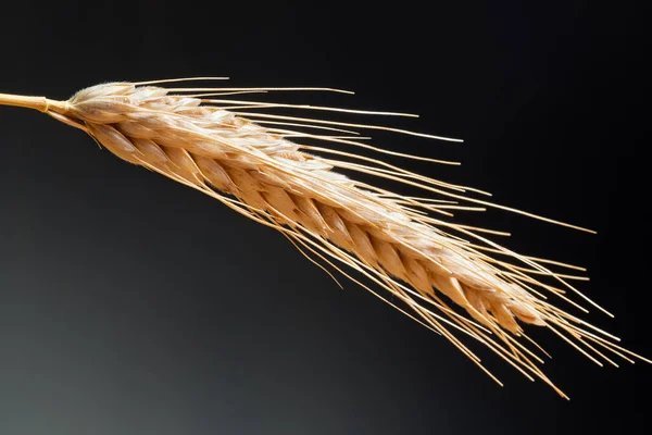 Détail du blé sur le fond sombre — Photo