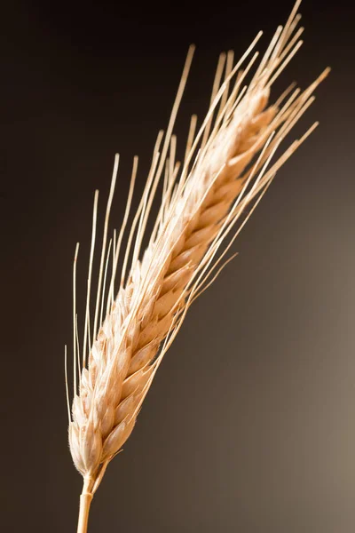 Detail van tarwe op de donkere achtergrond — Stockfoto