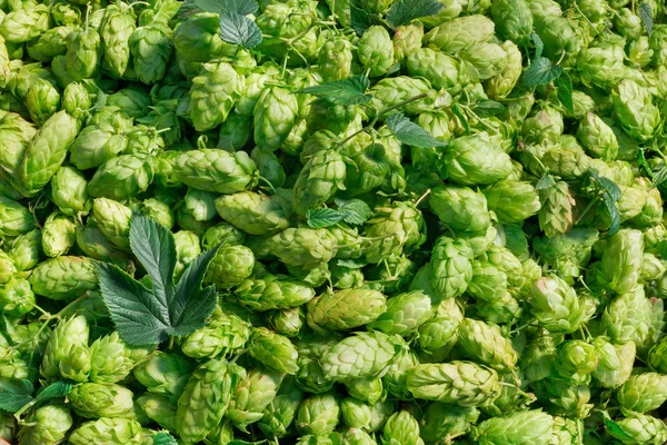 A lot of hop cones — Stock Photo, Image