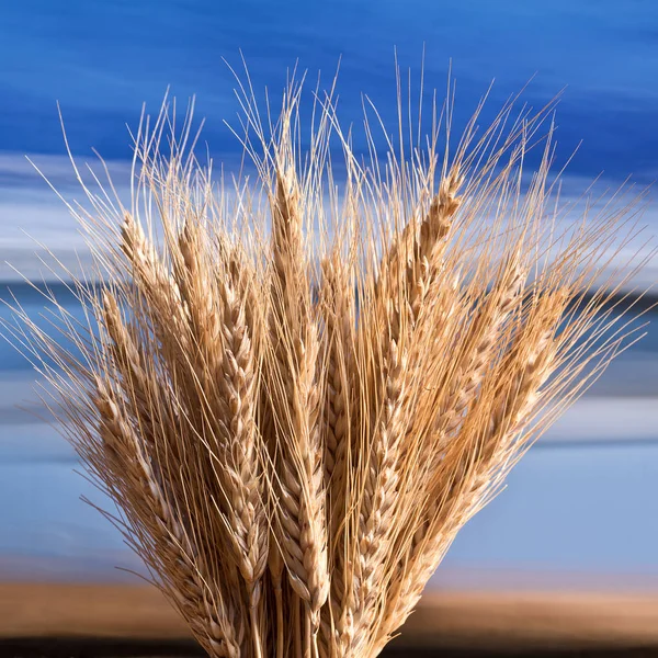 Bundel van gerst op de blauwe hemel — Stockfoto