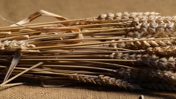 Sheaf Of Wheat. Shot With Slider. — Stock Video