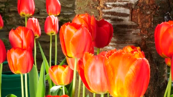 Tulipas vermelhas no jardim no Breze. Visão panorâmica. — Vídeo de Stock