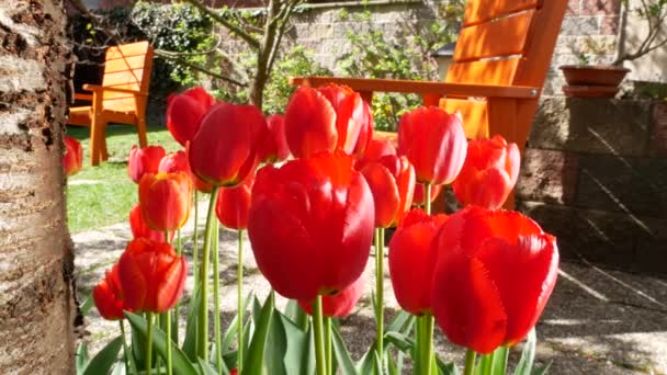 Rode tulpen In de tuin In de wind. Zoom In. — Stockvideo