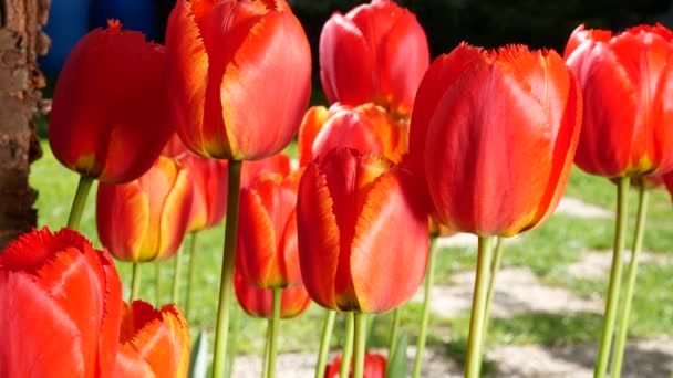 Rote Tulpen im Garten im Lüftchen — Stockvideo