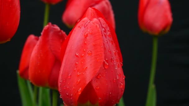Detail der Blüte der Tulpen mit Wassertropfen auf dem schwarzen Hintergrund. Vergrößern. — Stockvideo