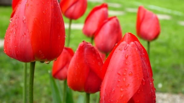 Detail roter Tulpen. Wassertropfen fließen nach unten. — Stockvideo