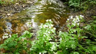 Kır çiçekleri dere kıyısında. Yakınlaştır.