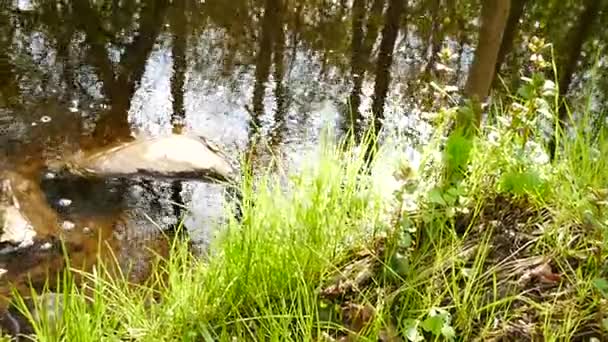 Creek met spiegel Refledtion in het wateroppervlak. Pannen. Handheld. — Stockvideo