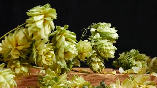 Detail der trockenen Hopfendolden. Vergrößern. — Stockvideo