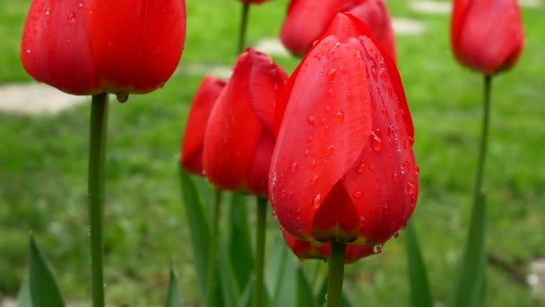 Detail der Blüte von Tulpen mit Wassertropfen im Garten. Vergrößern. — Stockvideo