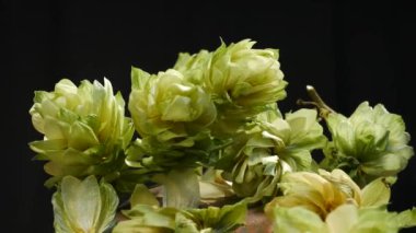 Siyah arka plan üzerine Hop koniler detay. Döndürme.