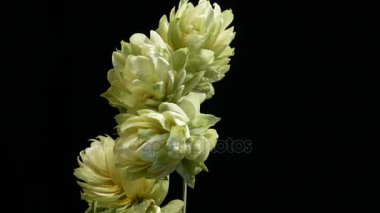 Siyah arka plan üzerine Hop koniler detay. Döndürme.