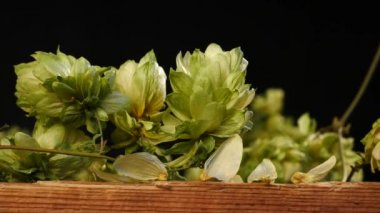 Siyah arka plan üzerine Hop koniler detayını. Işık ile hareket.