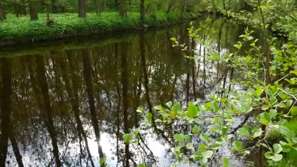 Creek med spegel Refledtion i vattenytan. Panning.Handheld. — Stockvideo