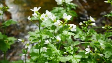 Kır çiçekleri dere kıyısında.