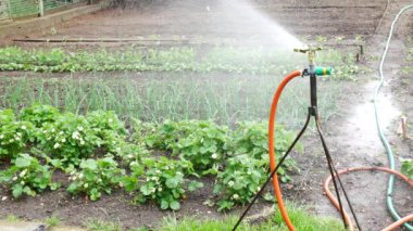 Bahçede otomatik yağmurlama