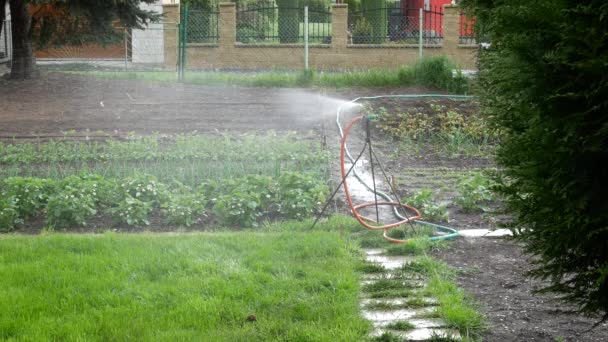 Aspersor automático en el jardín — Vídeos de Stock