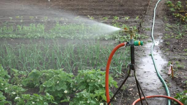 Automatiska Sprinkler i trädgården — Stockvideo