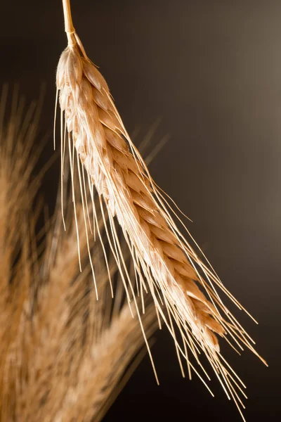 Detail van tarwe op de donkere achtergrond — Stockfoto