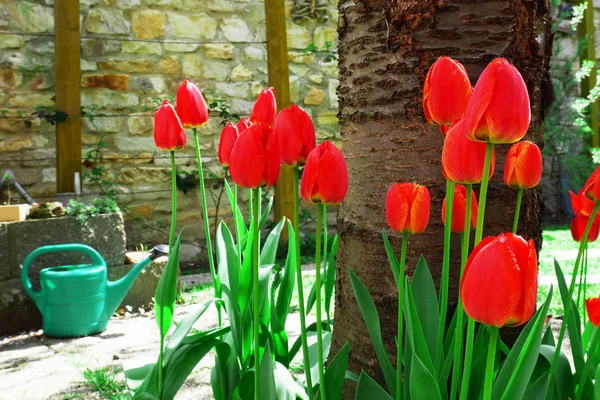 Tulipes rouges — Photo