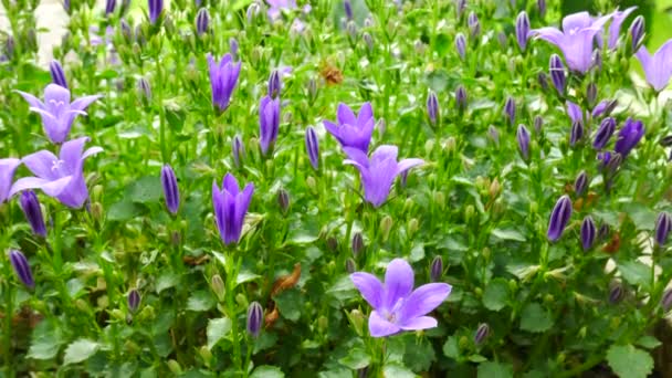 Detail van Bellflower in de tuin. Tilt. — Stockvideo