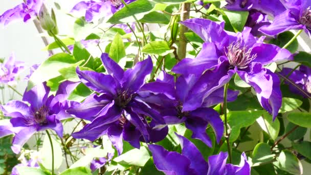 Detalle de Flor Clematis en el Jardín. Sin cámara de movimiento . — Vídeo de stock