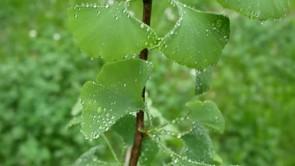 Detail of Ginkgo Branch with Drops of Water.Panning. — Stock Video