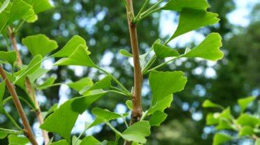 Ginkgo ağacının ayrıntı. Yatay kaydırma.