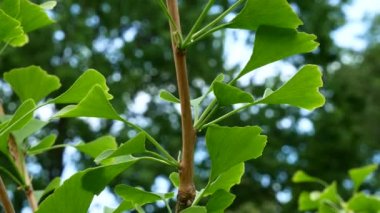 Ginkgo ağacının ayrıntı. Yakınlaştır.