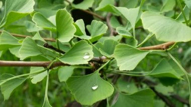 Ginkgo detayını su damlaları ile bırakın. Yakınlaştır.