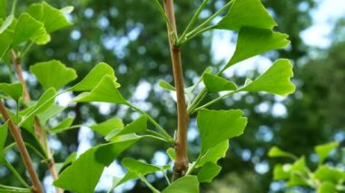 Ginkgo ağacı esintiyle. Hiçbir hareketi kamera.
