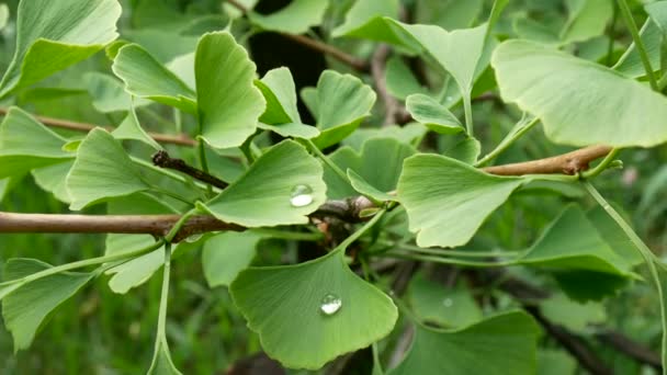 Detalhe da licença Ginkgo com gotas de água. Ampliar . — Vídeo de Stock