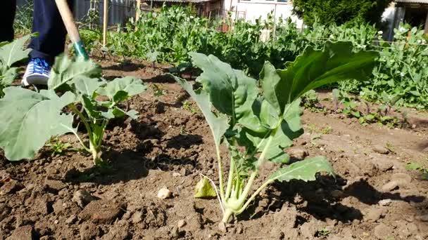 Man Hoes Kohlrabi Plant in the Garden. Nenhuma câmera de movimento . — Vídeo de Stock