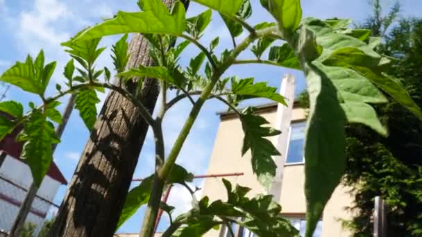 Planta Joven de Tomate en el Jardín. Sin cámara de movimiento . — Vídeos de Stock