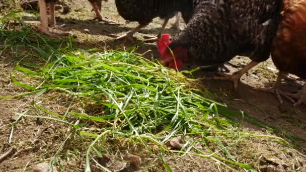 Pollo en el patio. Sin cámara de movimiento . — Vídeo de stock