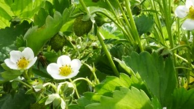 Çilek bitki bahar bahçesinde. Yatay kaydırma.