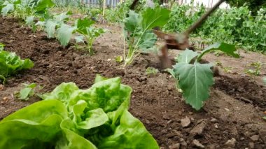 Yaşlı adam bahçede çalışan.